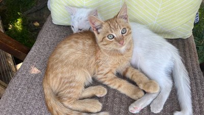 Волинянин на своїй міні фермі готовий прихистити евакуйованих тварин з областей, де тривають бойові дії