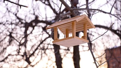 Майструють годівнички та роблять запаси їжі: у Вінниці відвідувачі станції юних натуралістів підгодовують птахів