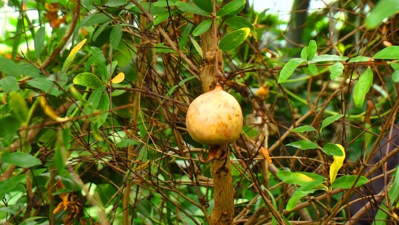 Лимони, ківі та лічі: вінницькі юнати вирощують екзотичні фрукти