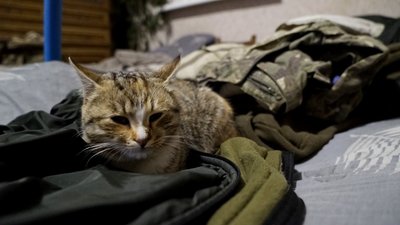 Кішка у військових 80 ОДШБ