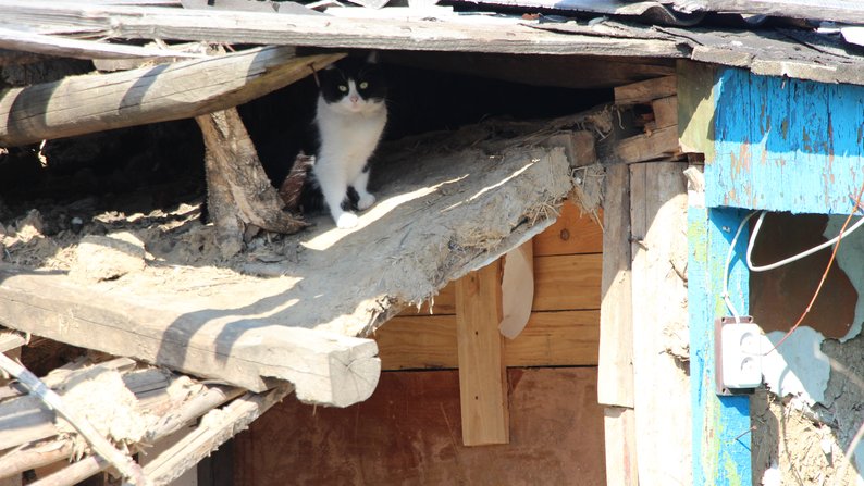 тварини пошкоджені будинки жителі люди інфраструктура Богородичне Донецька область 28 березня 2024 рік