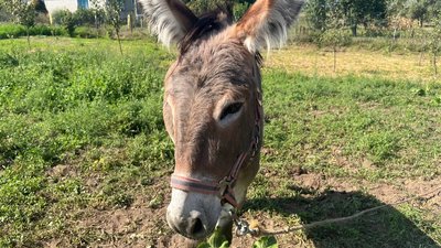 Волинянин на своїй міні фермі готовий прихистити евакуйованих тварин з областей, де тривають бойові дії