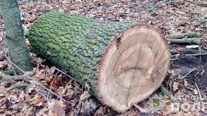На Вінниччині затримали лісорубів, які завдали шкоди екології на мільйон гривень