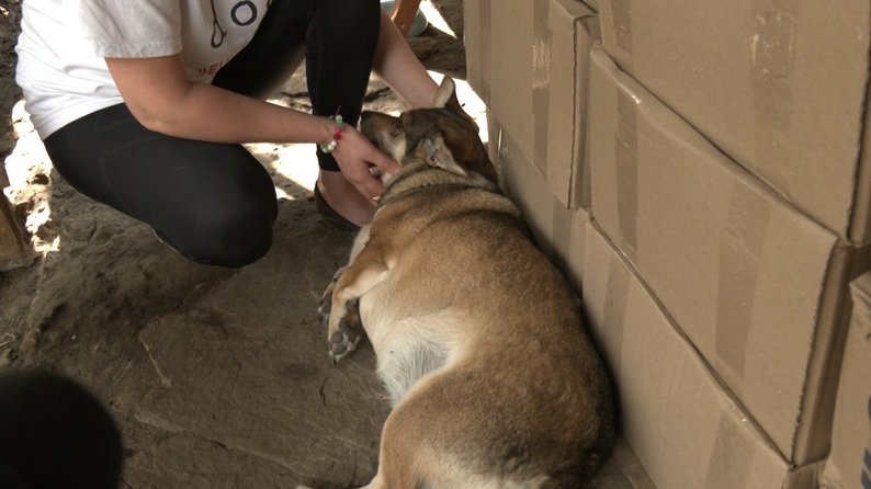 Покинуті тварини коти собаки допомога жителька Краматорськ