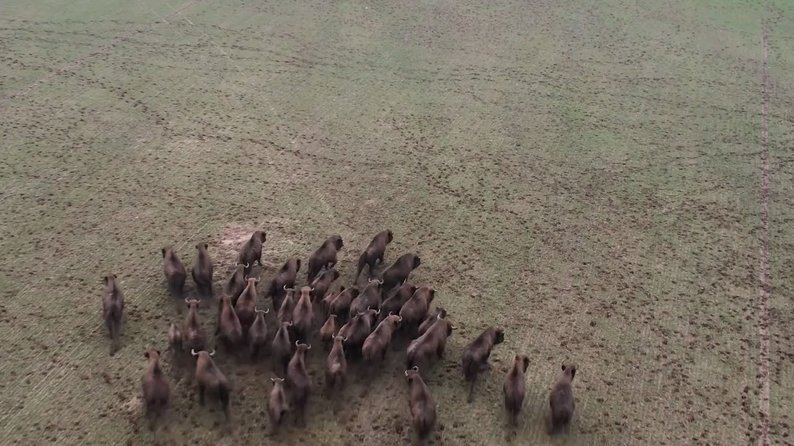 На Вінниччині зафільмували стадо зубрів у дикій природі