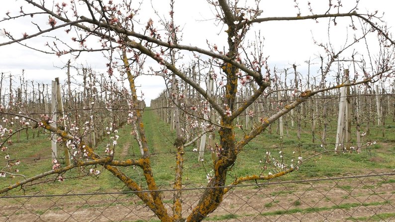 яблуневий сад у сокирянах