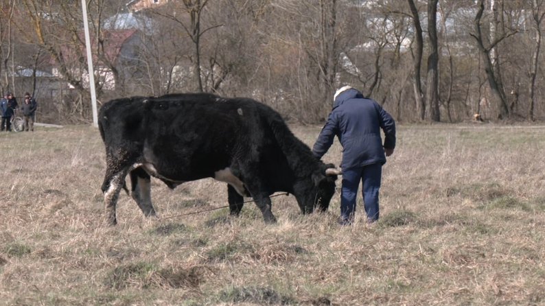 Микола Камінський на пасовищі з коровами