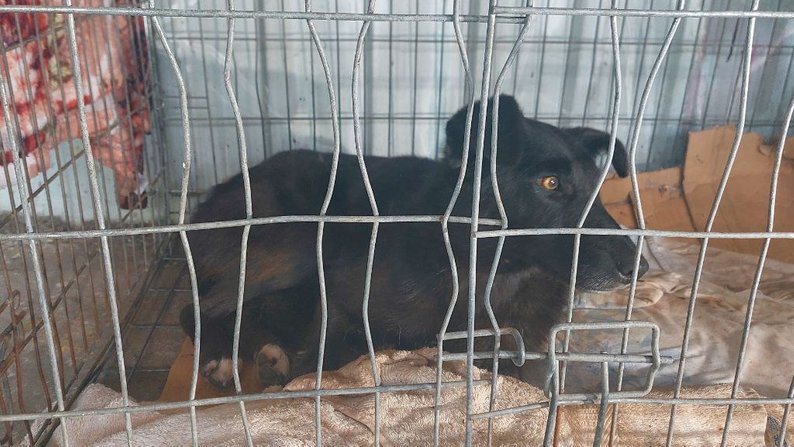 "Тварин віддавали з човна": волонтери евакуювали собак з Херсона до Сум