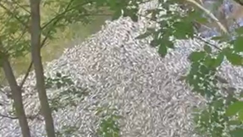У річці на Тернопільщині загинула риба