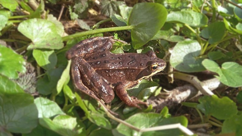 Самці блакитного кольору: на Черкащині виявили місця розмноження рідкісних гостромордих жаб