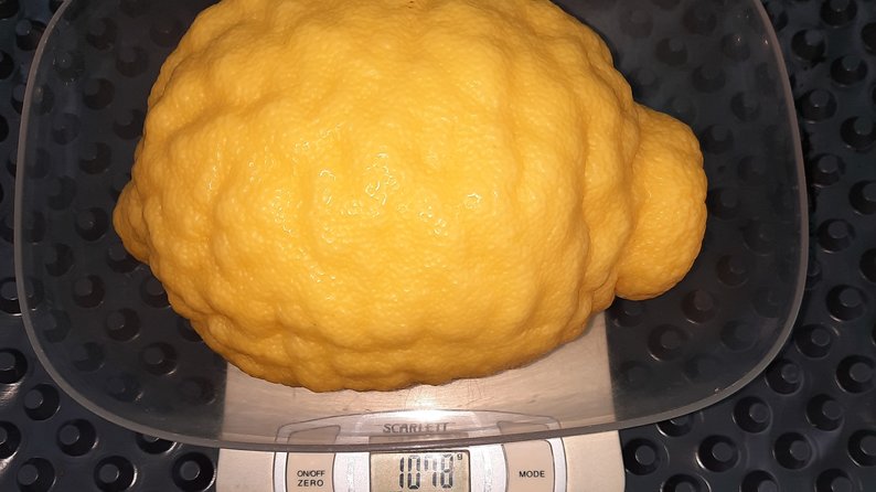 Лимон вагою 1 кілограм 200 грамів