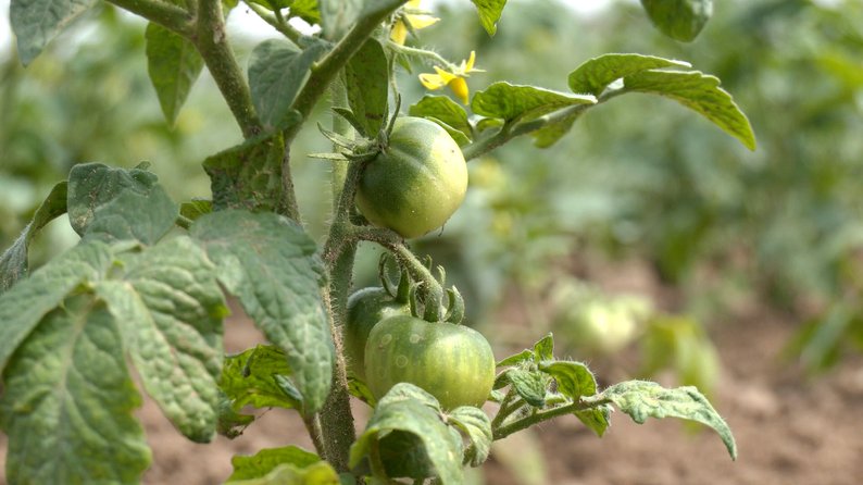 У Городенківській громаді отець Іван Терновський вирощує помідори та огірки