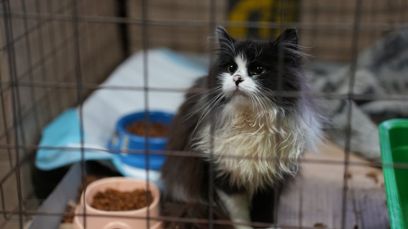 Сумський волонтер Іван Міненко створив будинок для котів-переселенців
