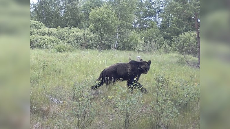 На Чернігівщині фотопастка зафіксувала ведмедя