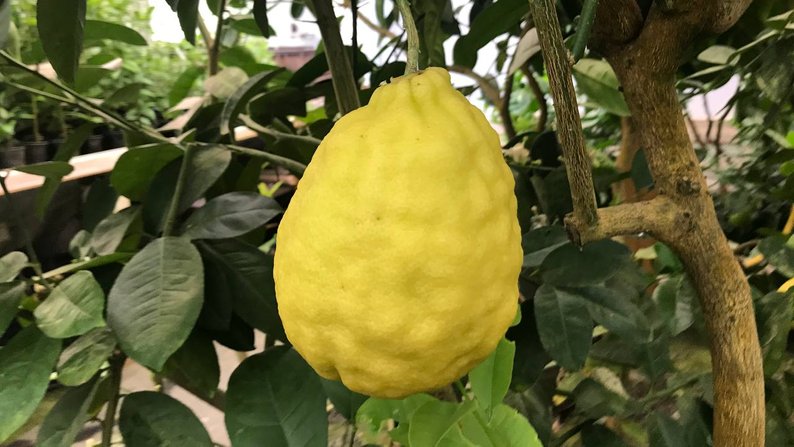 Лимон, вирощений у теплиці сім'ї Попик
