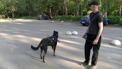 "Обійми друзів": як волонтери з Луцька допомагають тваринами під час війни