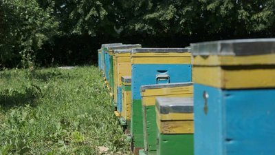 Переселенець з Донеччини відновив пасіку колгоспу на Хмельниччині