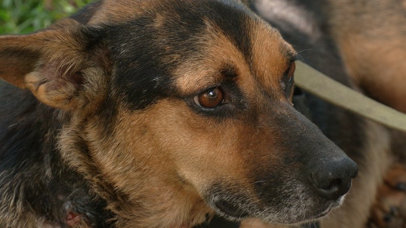 У Тлумачі на Івано-Франківщині знайшли собаку з кульовим пораненням. Що відомо