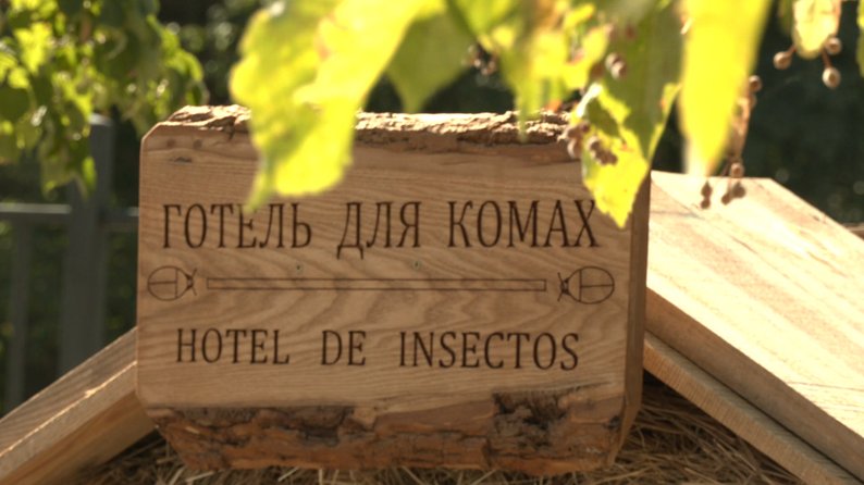 У одній з черкаських шкіл побудували готель для комах
