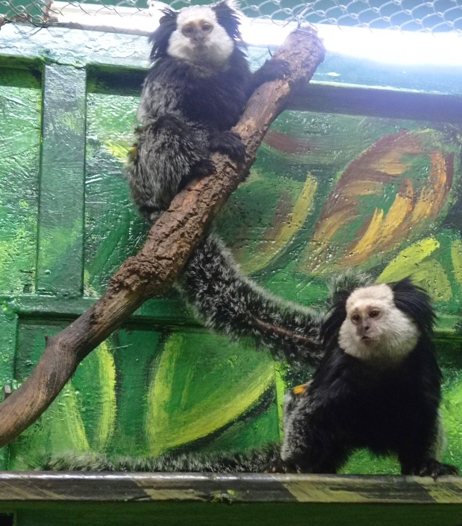 Вперше в історії Миколаївського зоопарку у закладі з'явилися мавпи ігрунки Жоффруа