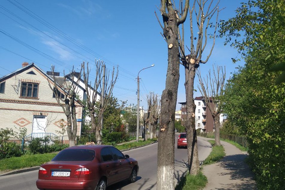 Кронування дерев у Луцьку: що кажуть фахівці, влада і жителі міста