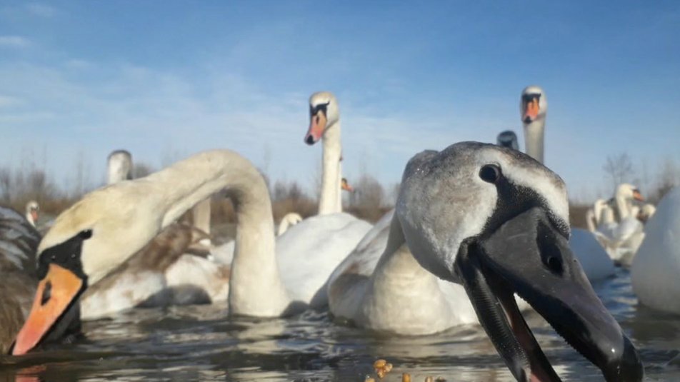 На озері у громаді на Буковині зимує сотня лебедів-шипунів