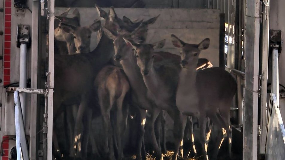 У волинський ліс випустили сотню оленів, яких привезли з Литви
