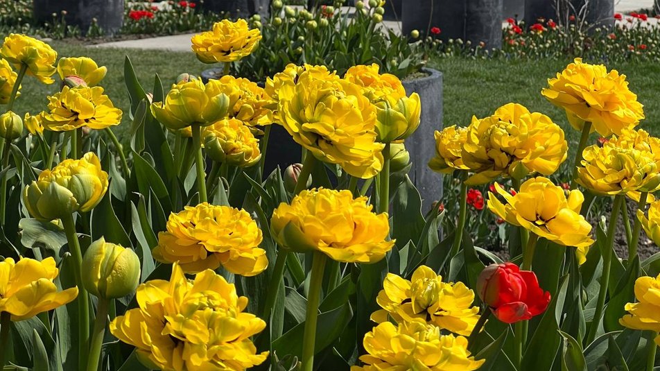 Майже три мільйони квітів, мінізоопарк та дитячі розваги: на Буковині відкрили виставку тюльпанів