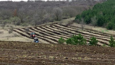 "Зелена країна". На Миколаївщині висаджували лісові дерева