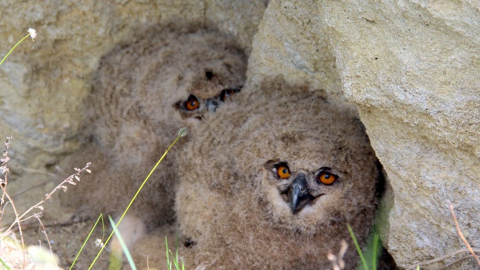 Сови, сичі й пугачі: науковці досліджують види сов на Тернопільщині